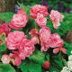 Begonia - Camellia - różowo-biała - 2 szt.