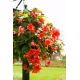 Begonia zwisająca - pomarańczowa - 2 szt.