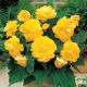 Begonia pełna - żółta - 2 szt.
