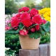 Begonia strzępiasta - różowa - 2 szt.