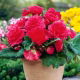 Begonia strzępiasta - różowa - 2 szt.