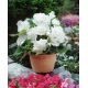 Begonia strzępiasta - biała - 2 szt.