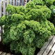 Jarmuż Dwarf Green Curled - zielony
