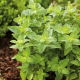 Oregano - Lebiodka pospolita