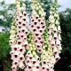 Naparstnica purpurowa Pam's Choice