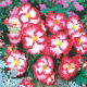 Begonia - Marginata White - biało-czerwona - 2 szt.