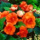Begonia pełna - pomarańczowa - 2 szt.