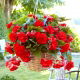 Begonia zwisająca - czerwona - 2 szt.