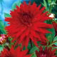 Dalia kaktusowa czerwona - Dahlia cactus Red