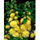 Malwa żółta - Yellow - 1 kłącze