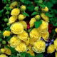 Malwa żółta - Yellow - 1 kłącze