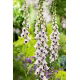 Naparstnica purpurowa Pam's Choice