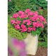 Pelargonia różowa