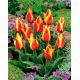Tulipan Cape Cod  - opak. 5 szt.