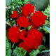 Begonia pełna - czerwona - 2 szt.