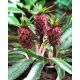 Lilia ananasowa - Eucomis Van der Merwey - Nowość