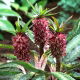 Lilia ananasowa - Eucomis Van der Merwey - Nowość