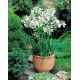 Agapant biały - Agapanthus White