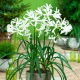 Nerine Alba - 1 szt.