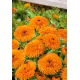 Nagietek lekarski Orange Gem - pomarańczowy