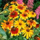Rudbekia niska - mieszanka