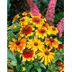 Rudbekia niska - mieszanka