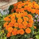 Aksamitka Tangerine - pełna, niska, pomarańczowa