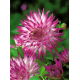 Dalia - Dutch Explosion