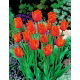 Tulipan Noranda - opak. 5 szt.