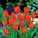 Tulipan Noranda - opak. 5 szt.