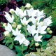 Platykodon, Rozwar wielkokwiatowy - White
