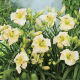 Liliowiec Arctic Snow