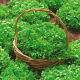 BIO Sałata liściowa Salad Bowl - Certyfikowane nasiona ekologiczne