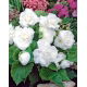 Begonia pełna - biała - 2 szt.