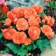 Begonia pełna - łososiowa - 2 szt.