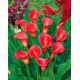 Calla czerwona - Red