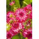 Dalia - Dutch Explosion