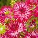 Dalia - Dutch Explosion