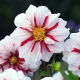 Dalia - Fire and Ice