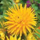 Dalia kaktusowa żółta - Dahlia cactus Yellow
