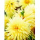 Dalia kaktusowa żółta - Dahlia cactus Yellow