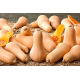 Dynia piżmowa Waltham Butternut