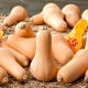 Dynia piżmowa Waltham Butternut