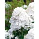 Floks (Phlox) - Płomyk wiechowaty - biały - 1 szt.