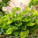 Funkia - Hosta Sum and Substance