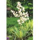 Juka karolińska - Yucca Golden Sword - 1 szt.