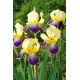 Kosaciec, Irys - Purple and Yellow