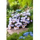 Krokus Blue Pearl - 10 szt.