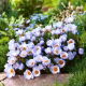 Krokus Blue Pearl - 10 szt.