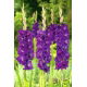 Mieczyk Purple Flora - 5 szt.